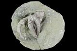 Crinoid Crown (Agaricocrinus) Fossil - Crawfordsville, Indiana #94787-1